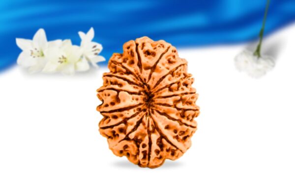 15 mukhi nepali rudraksha super collector grade rlrn15sci back