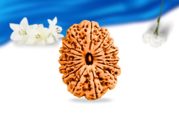 15 mukhi nepali rudraksha super collector grade rlrn15sci front