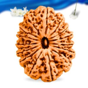 15 Mukhi Nepali Rudraksha Super Collector Grade RLRN15SCI Thumbnail