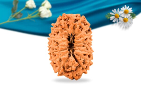 16 mukhi indonesian rudraksha regular grade rlri16ri back