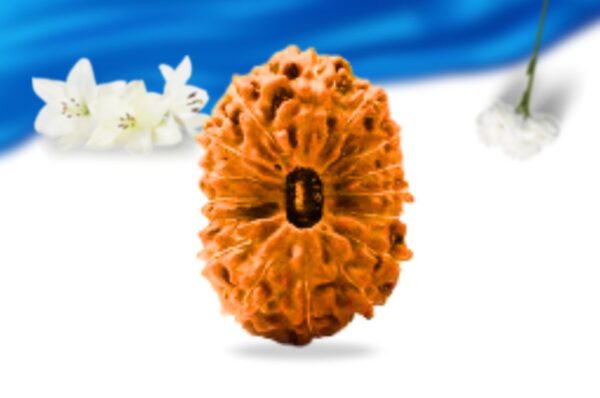 16 mukhi indonesian rudraksha super collector grade rlri16sci front