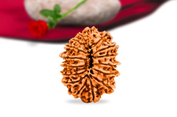 16 Mukhi Nepali Rudraksha Collector Grade RLRN16CI Back