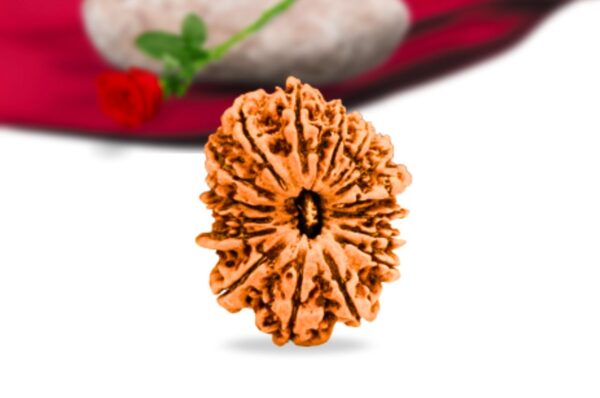 16 Mukhi Nepali Rudraksha Collector Grade RLRN16CI Front