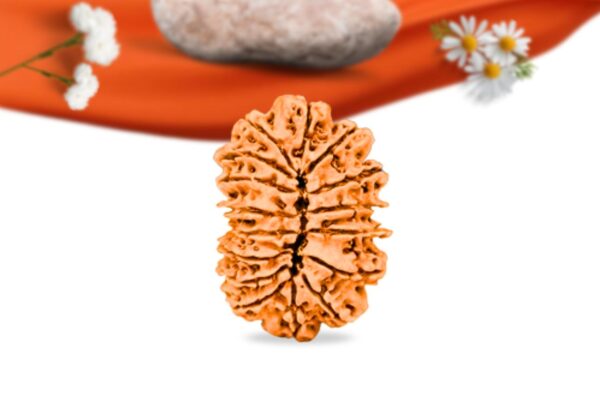 16 mukhi nepali rudraksha large grade rlrn16li back