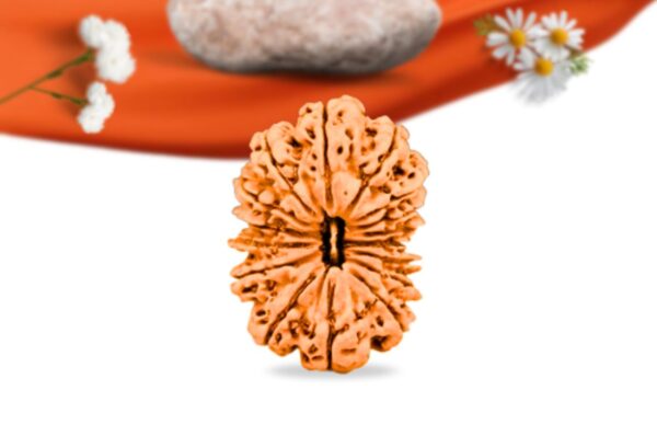 16 Mukhi Nepali Rudraksha Large Grade RLRN16LI Front