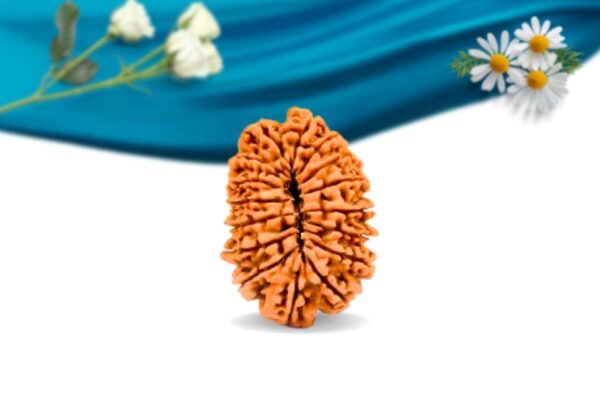 16 Mukhi Nepali Rudraksha Regular Grade RLRN16RI Back