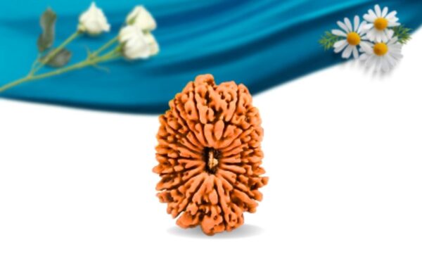 16 mukhi nepali rudraksha regular grade rlrn16ri front