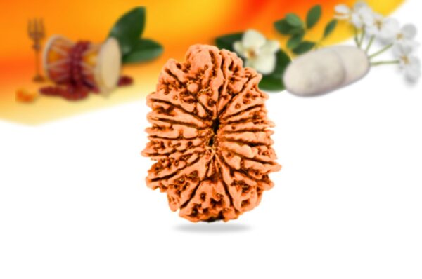 16 mukhi nepali rudraksha small grade rlrn16si back