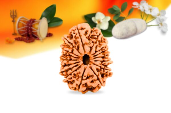 16 mukhi nepali rudraksha small grade rlrn16si front