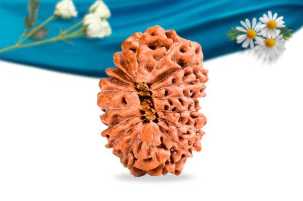 17 Mukhi Indonesian Rudraksha Regular Grade RLRI17RI Back