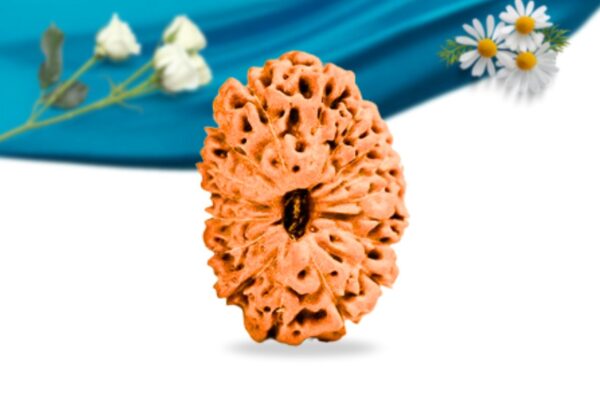 17 mukhi indonesian rudraksha regular grade rlri17ri front