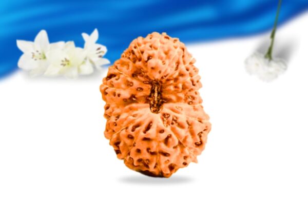 17 mukhi indonesian rudraksha super collector grade rlri17sci front