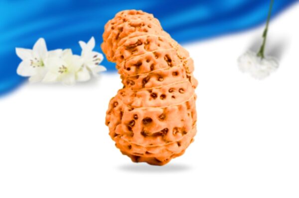 17 mukhi indonesian rudraksha super collector grade rlri17sci side