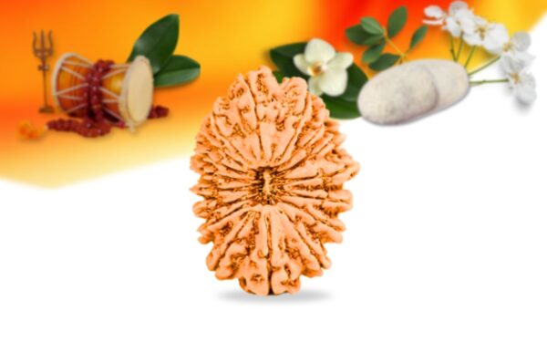 17 mukhi nepali rudraksha small grade rlrn17si front