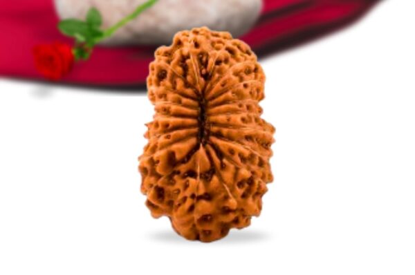 18 mukhi indonesian rudraksha collector grade rlri18ci back