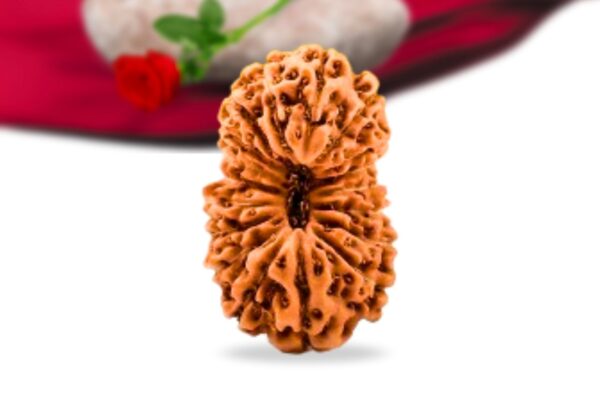 18 mukhi indonesian rudraksha collector grade rlri18ci front