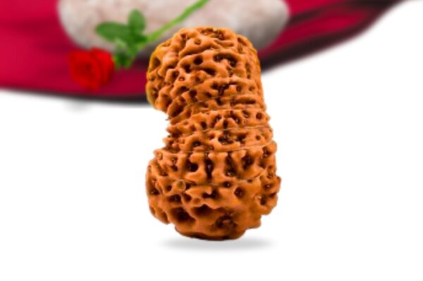 18 mukhi indonesian rudraksha collector grade rlri18ci side