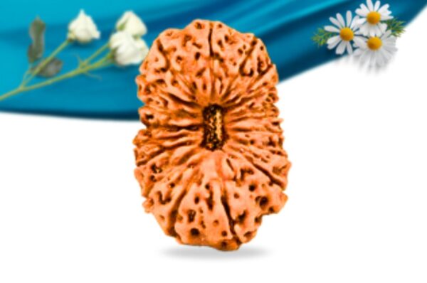 18 mukhi indonesian rudraksha regular grade rlri18ri front