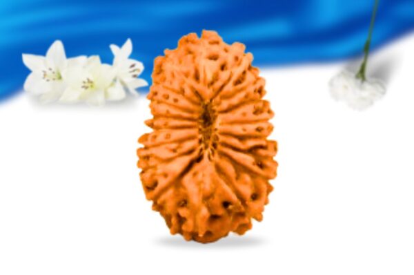 18 mukhi indonesian rudraksha super collector grade rlri18sci back