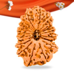 18 Mukhi Nepali Rudraksha Large Grade RLRN18LI Thumbnail