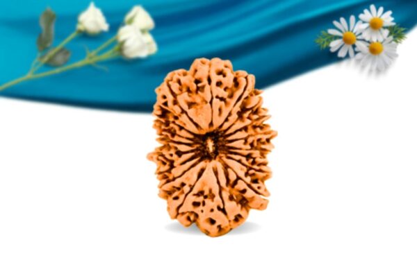 18 mukhi nepali rudraksha regular grade rlrn18ri front