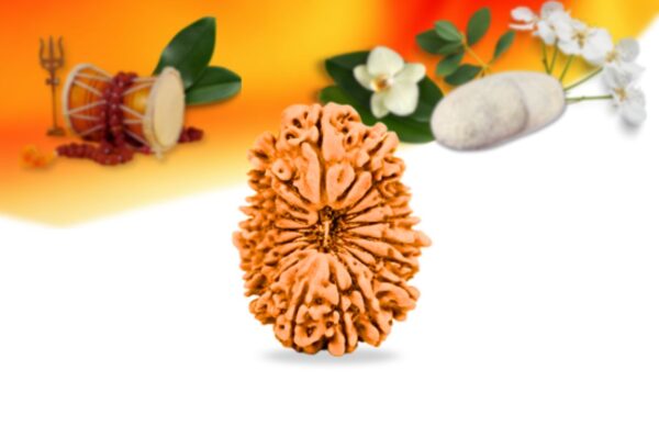 18 mukhi nepali rudraksha small grade rlrn18si front