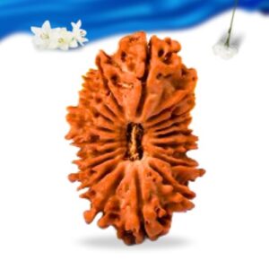 18 Mukhi Nepali Rudraksha Super Collector Grade RLRN18SCI Thumbnail