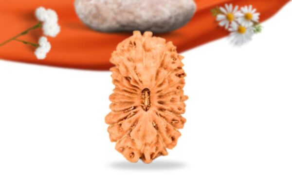 19 mukhi indonesian rudraksha large grade rlri19li front