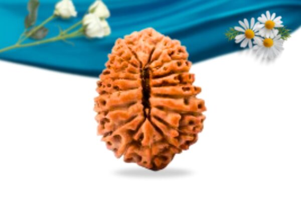 19 Mukhi Indonesian Rudraksha Regular Grade RLRI19RI Back