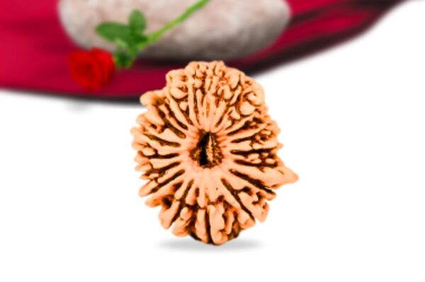 19 mukhi nepali rudraksha collector grade rlrn19ci front