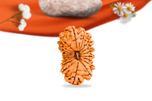 19 mukhi nepali rudraksha large grade rlrn19li front