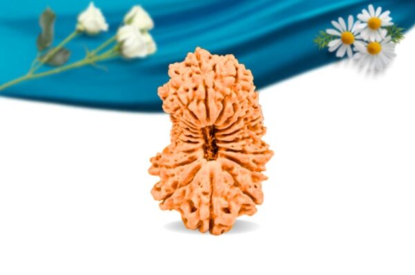 19 mukhi nepali rudraksha regular grade rlrn19ri front