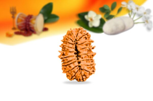 19 mukhi nepali rudraksha small grade rlrn19si back