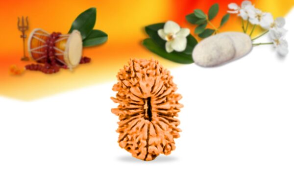 19 mukhi nepali rudraksha small grade rlrn19si front