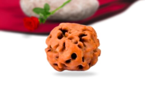 2 mukhi indonesian rudraksha collector grade rlri2ci front