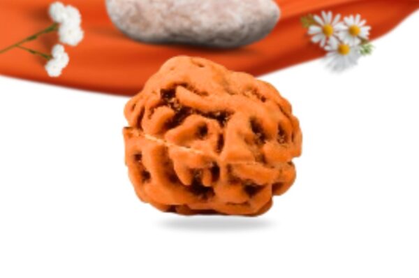 2 mukhi indonesian rudraksha large grade rlri2li back