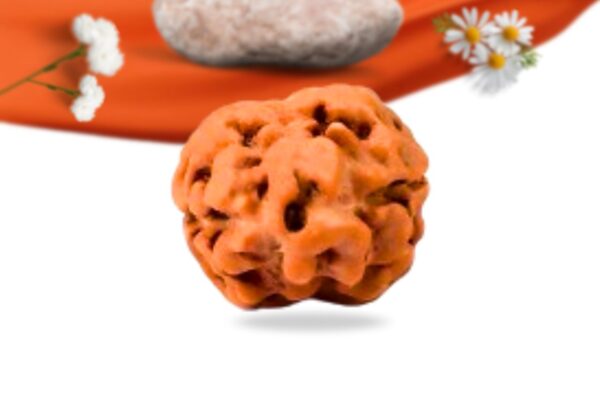 2 mukhi indonesian rudraksha large grade rlri2li front