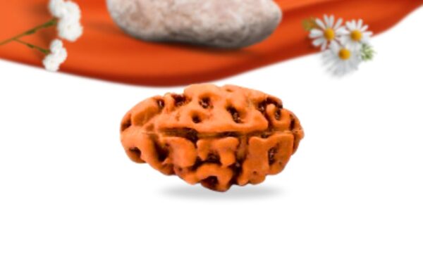 2 mukhi indonesian rudraksha large grade rlri2li side