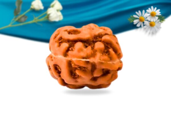 2 mukhi indonesian rudraksha regular grade rlri2ri back