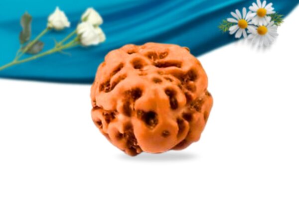 2 mukhi indonesian rudraksha regular grade rlri2ri front