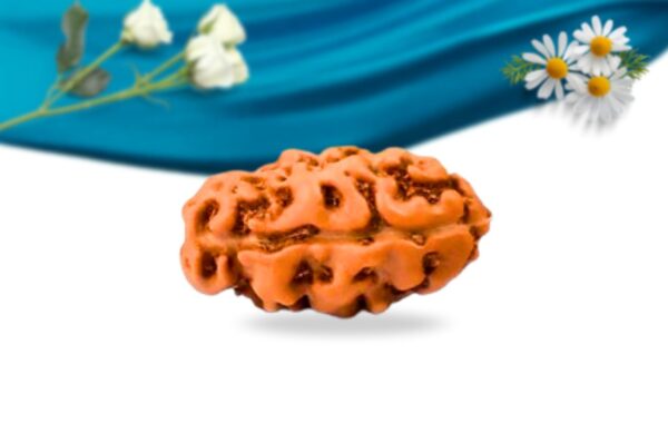 2 mukhi indonesian rudraksha regular grade rlri2ri side