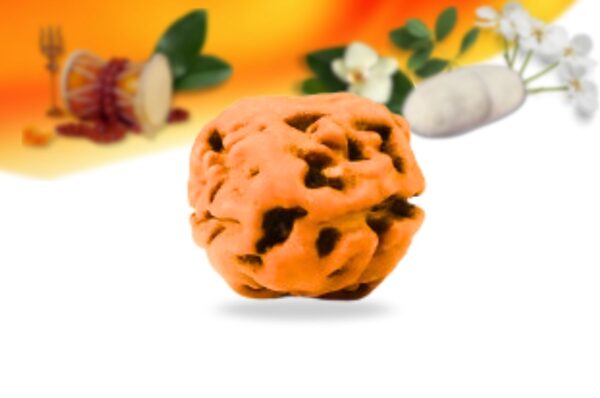 2 mukhi indonesian rudraksha small grade rlri2si back