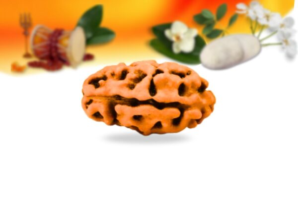 2 Mukhi Indonesian Rudraksha Small Grade RLRI2SI Side