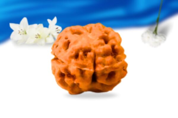 2 mukhi indonesian rudraksha super collector grade rlri2sci back