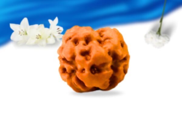 2 mukhi indonesian rudraksha super collector grade rlri2sci front