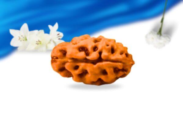 2 mukhi indonesian rudraksha super collector grade rlri2sci side