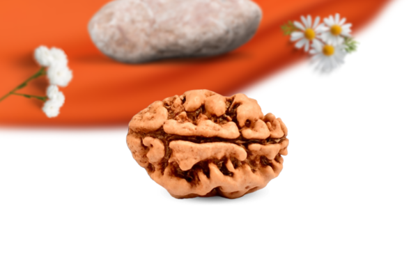 2 Mukhi Nepali Rudraksha Large Grade RLRN2LI Side