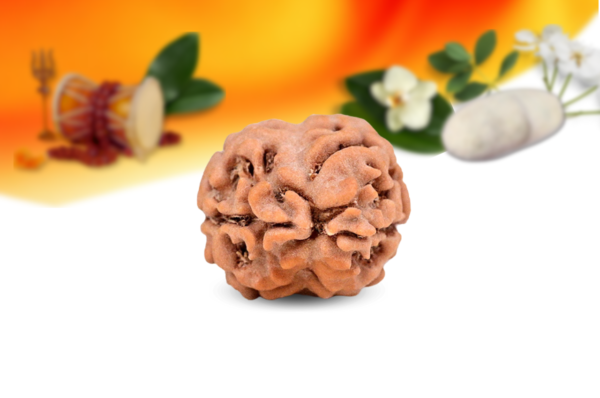 2 mukhi nepali rudraksha small grade rlrn2si back