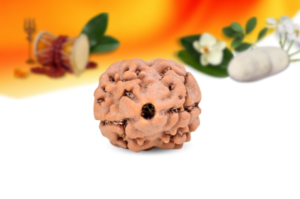 2 mukhi nepali rudraksha small grade rlrn2si front