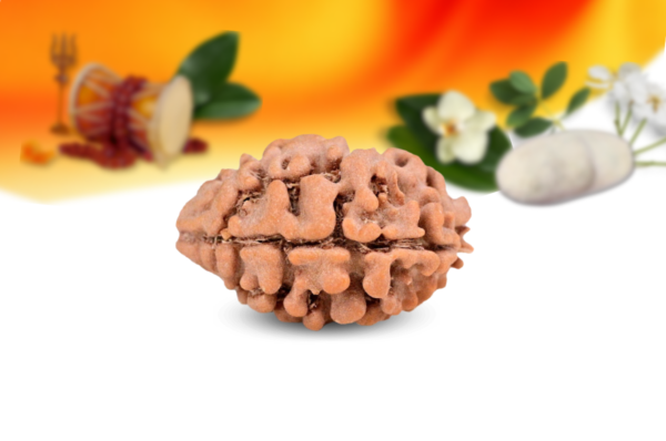 2 mukhi nepali rudraksha small grade rlrn2si side